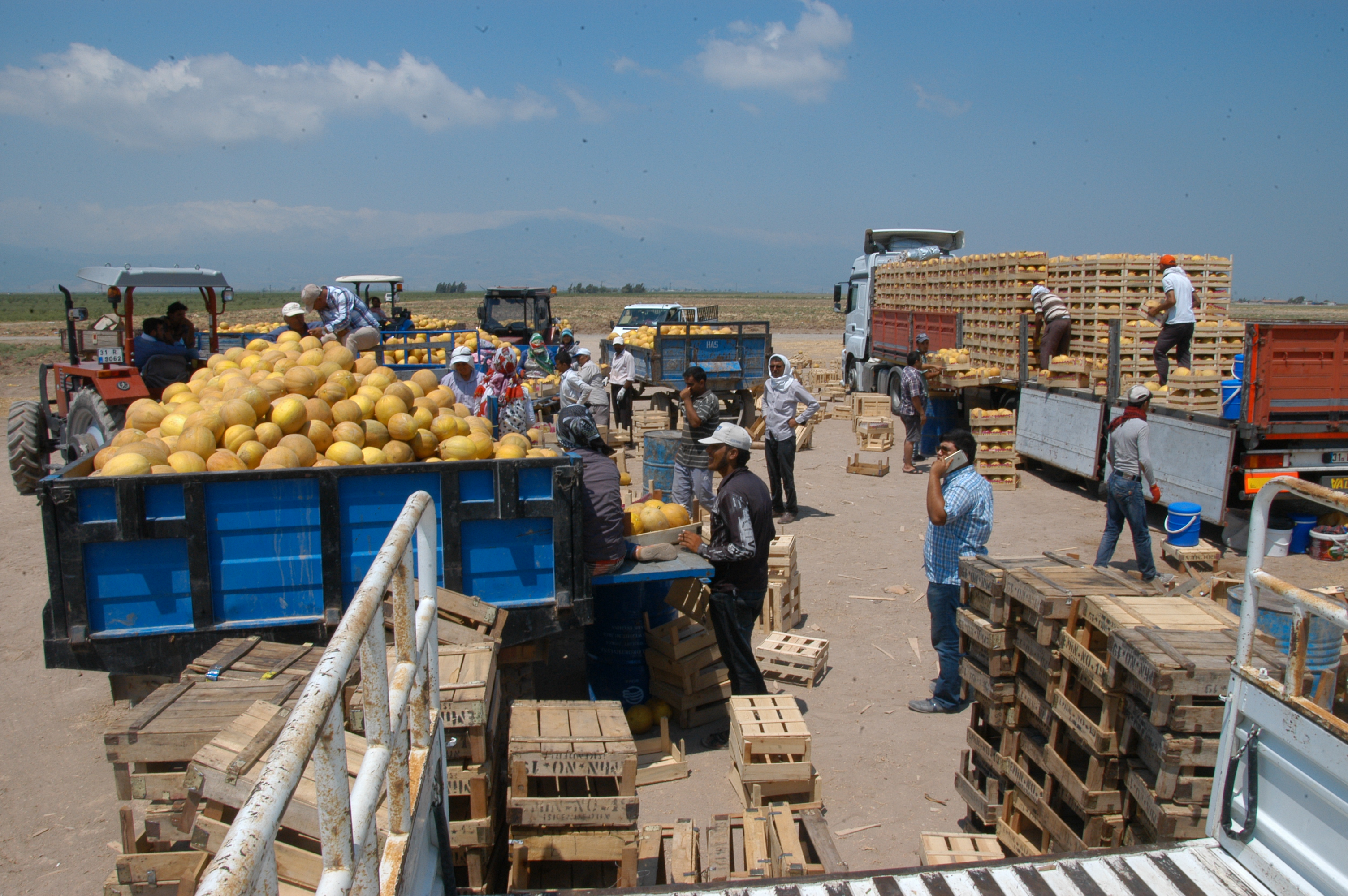 Kırıkhan Bal Kavunu Hasatı Başladı